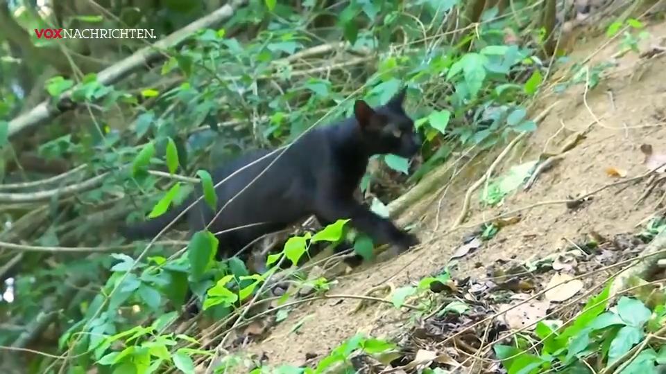 Katzen werden zu Kannibalen Katzen werden zu Kannibalen