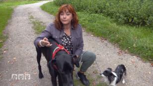 Wie wirken Kräuter auf Hunde? Wie wirken Kräuter auf Hunde?
