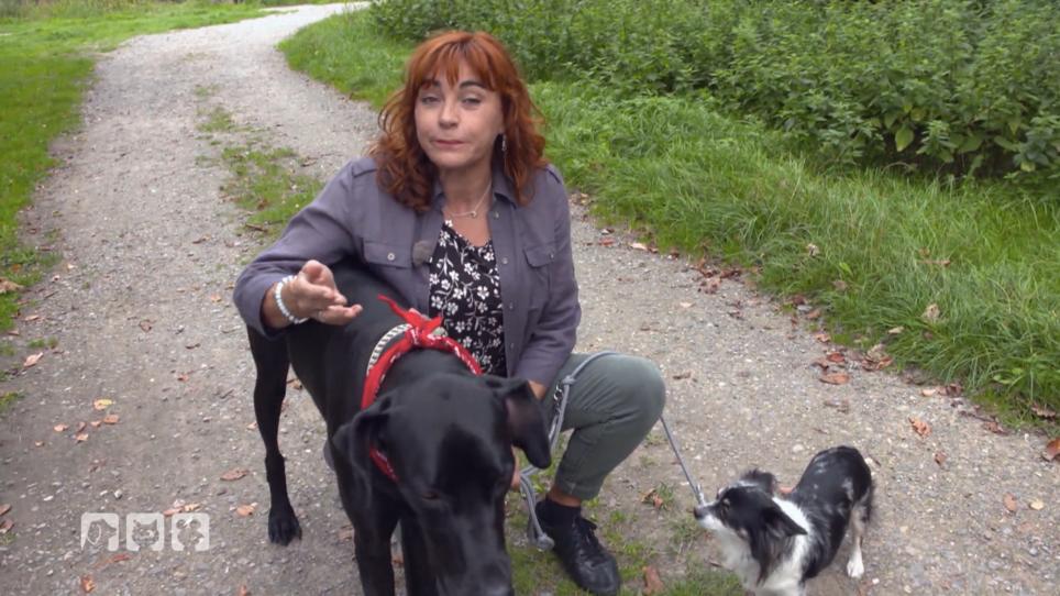 Wie wirken Kräuter auf Hunde? Wie wirken Kräuter auf Hunde?