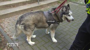 Ein Husky in Not Ein Husky in Not