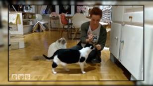 Kater Hugo muss jetzt "klickern" Kater Hugo muss jetzt "klickern"