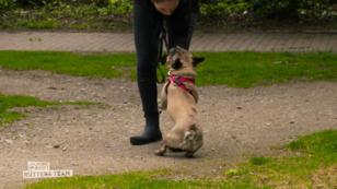 Bailey attackiert bei Frust ihr Frauchen und Herrchen Bailey attackiert bei Frust ihr Frauchen und Herrchen
