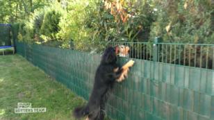 Mischling Twix legt sich mit dem Nachbarshund an Mischling Twix legt sich mit dem Nachbarshund an