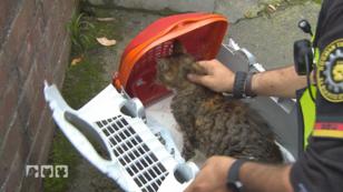 Ein Katze braucht dringend Hilfe Ein Katze braucht dringend Hilfe