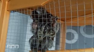 Ein Weissbüschelaffe lebt im Vogelkäfig Ein Weissbüschelaffe lebt im Vogelkäfig