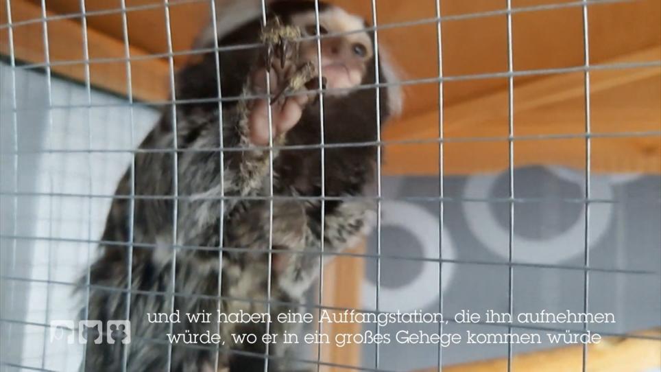 Geld wichtiger als das Wohl des Tieres Geld wichtiger als das Wohl des Tieres