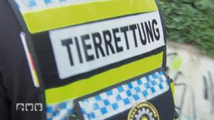 Auf der Suche nach einer Kornnatter Auf der Suche nach einer Kornnatter