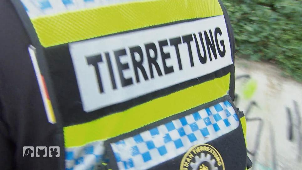 Auf der Suche nach einer Kornnatter Auf der Suche nach einer Kornnatter