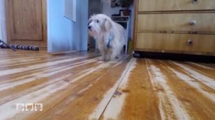 Hunde im Regen Hunde im Regen