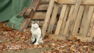 Wo kommen die Katzen her? Wo kommen die Katzen her?