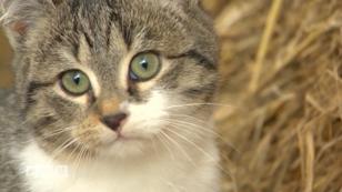 Herrenlose Katzen Herrenlose Katzen