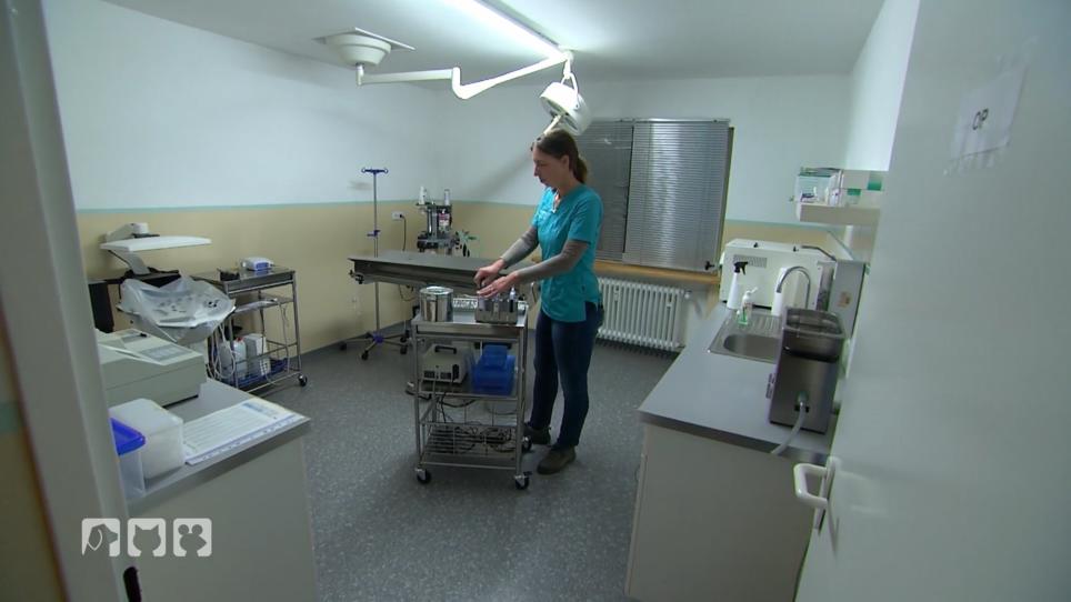 Hilfe für die Katzen Hilfe für die Katzen