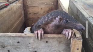 Der Mensch - der einzige Feind des Pangolin Der Mensch - der einzige Feind des Pangolin