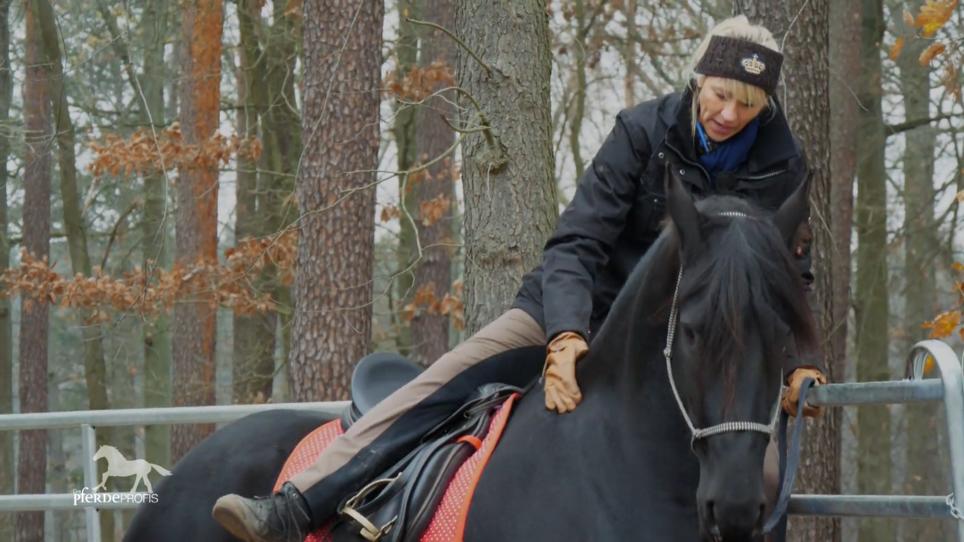 Wir Merle wieder ein verlässliches Reitpferd? Wir Merle wieder ein verlässliches Reitpferd?