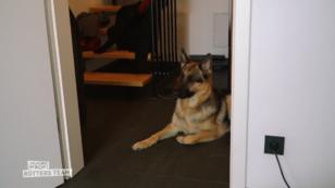 Butch hinterlässt Pfützen in der Wohnung Butch hinterlässt Pfützen in der Wohnung