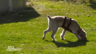 Keine Ausdauererschöpfung mehr bei Rüde Simba Keine Ausdauererschöpfung mehr bei Rüde Simba