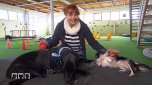 Ein Fitnessstudio nur für Hunde Ein Fitnessstudio nur für Hunde