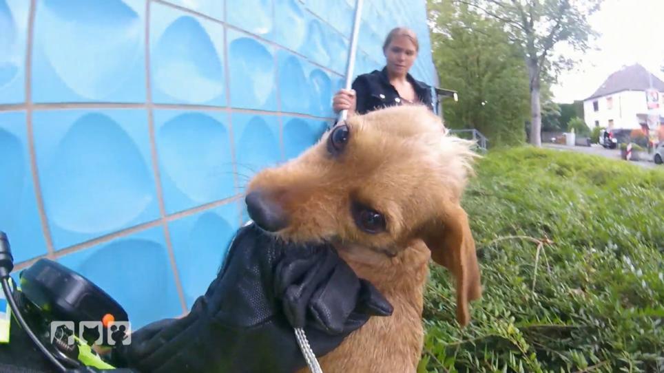 Ein entlaufender Straßenhund muss eingefangen werden Ein entlaufender Straßenhund muss eingefangen werden