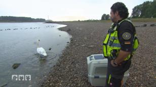 Ein Schwan darf zurück in die Natur Ein Schwan darf zurück in die Natur