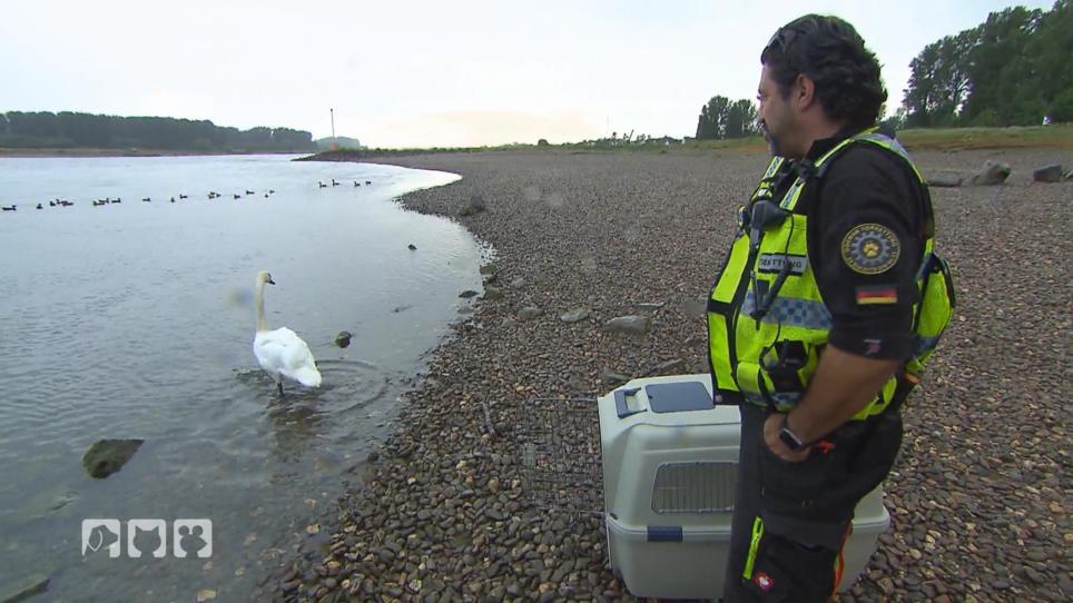 Ein Schwan darf zurück in die Natur Ein Schwan darf zurück in die Natur