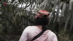 Palmöl-Sklavinnen in Indonesien Palmöl-Sklavinnen in Indonesien
