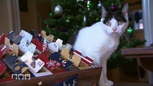 Diana Eichhorn testet Adventskalender für Katzen Diana Eichhorn testet Adventskalender für Katzen