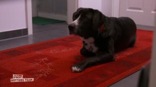 Theo und die beiden Katzen kommen nicht klar Theo und die beiden Katzen kommen nicht klar
