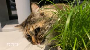Wenn Katzen an Zimmerpflanzen knabbern Wenn Katzen an Zimmerpflanzen knabbern