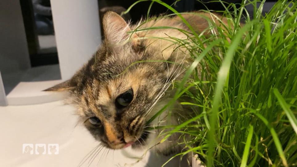 Wenn Katzen an Zimmerpflanzen knabbern Wenn Katzen an Zimmerpflanzen knabbern