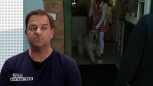 Ein aufgedrehter Zwergspitz & ein treuer Hütehund-Mischling Ein aufgedrehter Zwergspitz & ein treuer Hütehund-Mischling