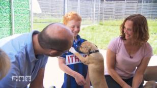 Für welchen Hund wird sich die Familie entscheiden? Für welchen Hund wird sich die Familie entscheiden?