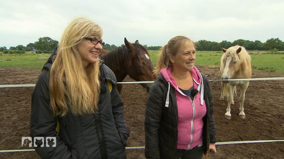 Auf Tornado und Gold wartet ein liebevolles Zuhause Auf Tornado und Gold wartet ein liebevolles Zuhause