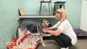 Kate hat eine Alternative zum eigenen Hund gefunden Kate hat eine Alternative zum eigenen Hund gefunden
