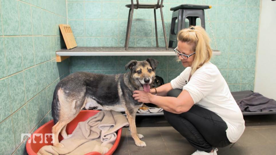 Kate hat eine Alternative zum eigenen Hund gefunden Kate hat eine Alternative zum eigenen Hund gefunden