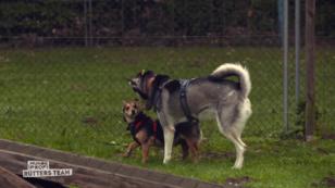 Stresstest: Wo stehen Luna und Kimba? Stresstest: Wo stehen Luna und Kimba?