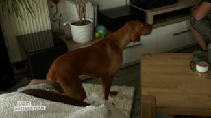 Dexter bleibt neuerdings "auf dem Teppich" Dexter bleibt neuerdings "auf dem Teppich"