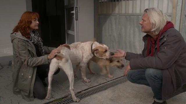 Tierschutzhunde können Überraschungspakete sein Tierschutzhunde können Überraschungspakete sein
