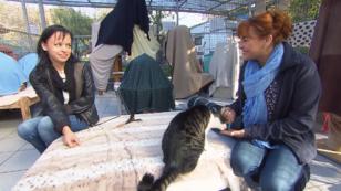 So zeigen Katzen, wenn sie von uns genervt sind So zeigen Katzen, wenn sie von uns genervt sind