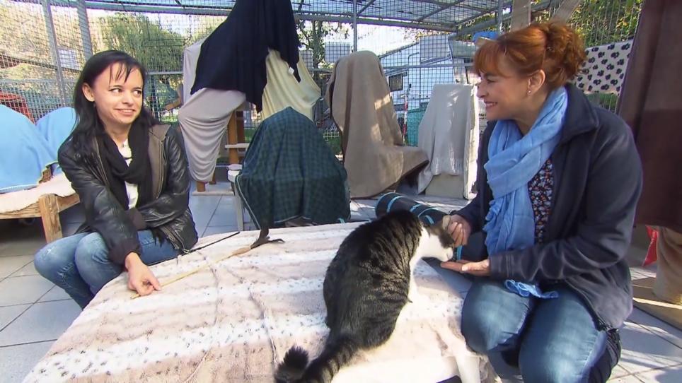 So zeigen Katzen, wenn sie von uns genervt sind So zeigen Katzen, wenn sie von uns genervt sind