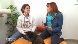 Streunerkatzen kämpfen täglich ums Überleben Streunerkatzen kämpfen täglich ums Überleben