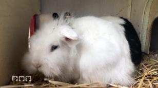 Ein Kaninchen frisst plötzlich nicht mehr Ein Kaninchen frisst plötzlich nicht mehr