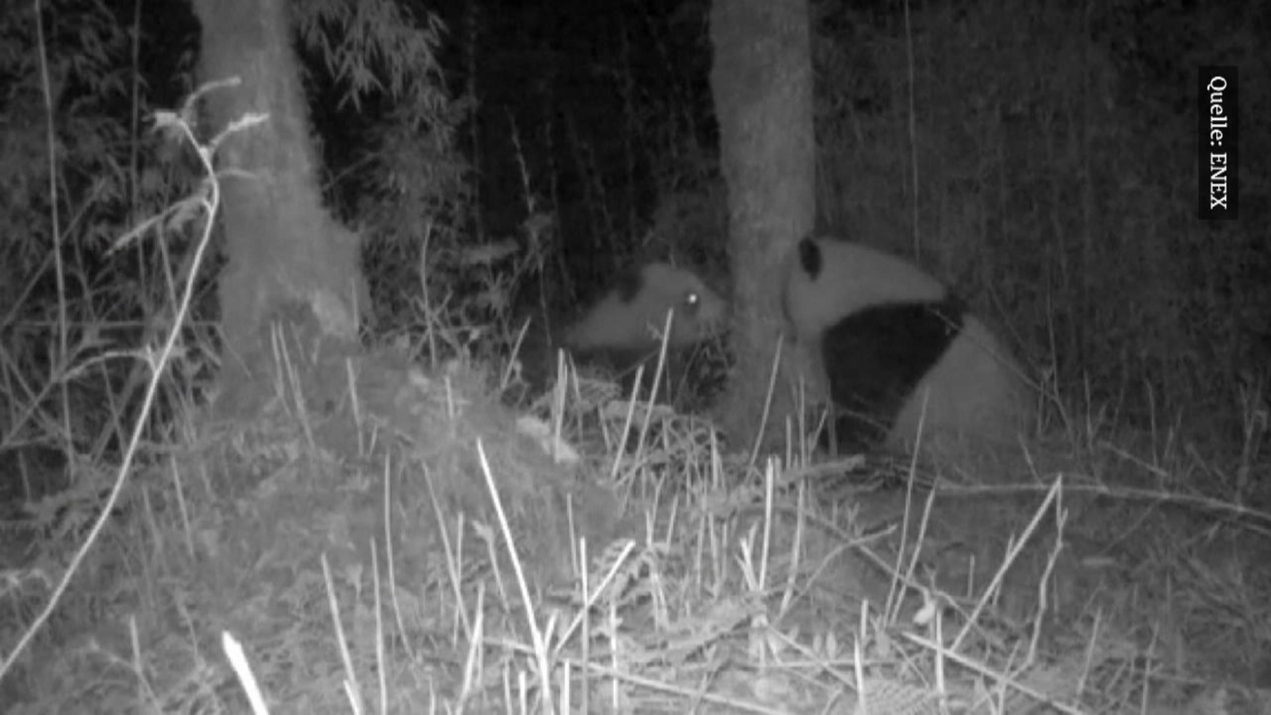Pandabären küssen sich nachts unterm Baum Pandabären küssen sich nachts unterm Baum