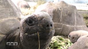 Sechs Riesenschildkröten brauchen dringend ein neues Zuhause Sechs Riesenschildkröten brauchen dringend ein neues Zuhause