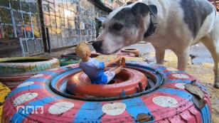 Bewerten die Hunde Dinge nach unserem Vorbild? Bewerten die Hunde Dinge nach unserem Vorbild?