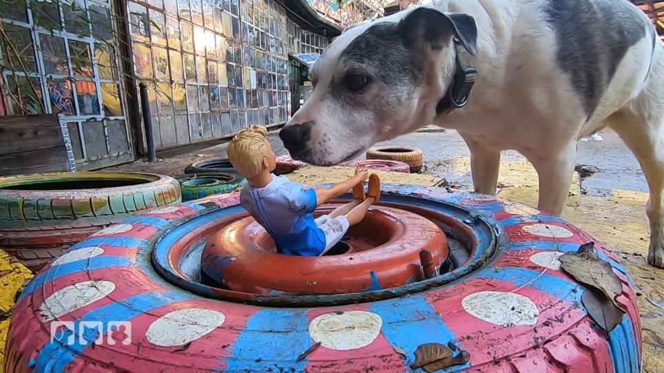 Bewerten die Hunde Dinge nach unserem Vorbild? Bewerten die Hunde Dinge nach unserem Vorbild?