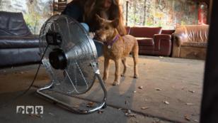 Unser Verhalten beeinflusst das Verhalten unserer Hunde Unser Verhalten beeinflusst das Verhalten unserer Hunde
