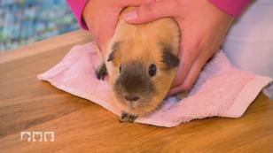 Meerschweinchen Prinzessin frisst nicht mehr Meerschweinchen Prinzessin frisst nicht mehr