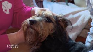 Was fehlt dem ehemaligen Straßenhund Billy? Was fehlt dem ehemaligen Straßenhund Billy?