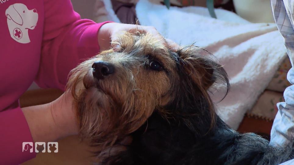 Was fehlt dem ehemaligen Straßenhund Billy? Was fehlt dem ehemaligen Straßenhund Billy?