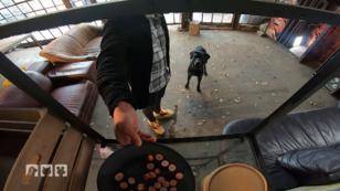 Wie kommuniziert ein Hund mit fremden Personen? Wie kommuniziert ein Hund mit fremden Personen?